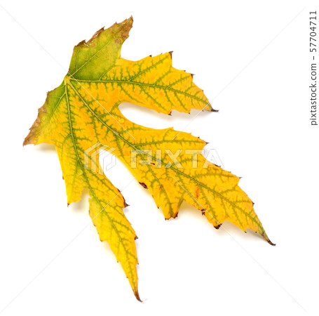 Autumn leaf on white background Autumn leaf on white background 57704711