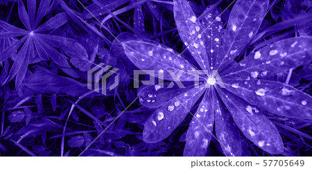 Bright purple leaves top view minimalistic background 57705649
