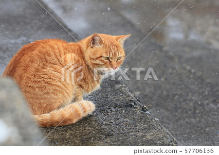 A tea tabby cat staring into the cold and cold weather A tea tabby cat staring into the cold and cold weather 57706136