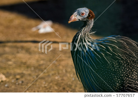 Vulturine guineafowl or Acryllium vulturinum in nature Vulturine guineafowl or Acryllium vulturinum in nature 57707657