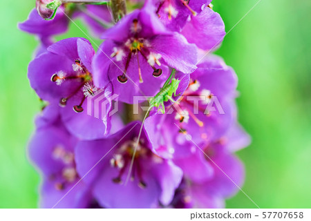 Close up beautiful flowering Verbascum phoeniceum in field 57707658