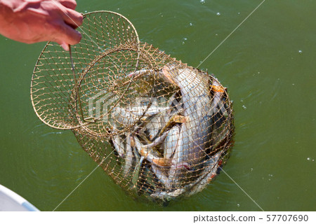 Freshwater fish caught in a fishing trap close 57707690