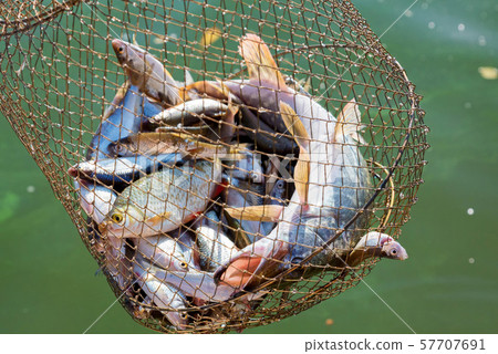 Freshwater fish caught in a fishing trap close 57707691