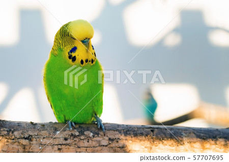 Close up green and yellow budgerigar or Melopsittacus undulatus perching Close up green and yellow budgerigar or Melopsittacus undulatus perching 57707695