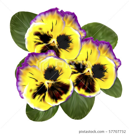 Realistic Pansy Vector Flower. Floral Illustration Realistic Pansy Vector Flower. Floral Illustration 57707732