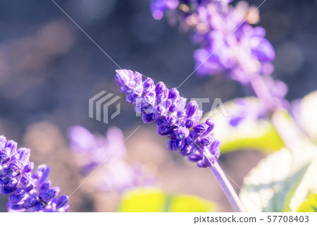 玉鬍子花 玉鬍子花 57708403