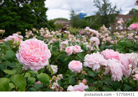 開花的桃紅色玫瑰在英國庭院裡 開花的桃紅色玫瑰在英國庭院裡 57708431