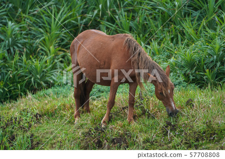 Yonaguniuma 57708808