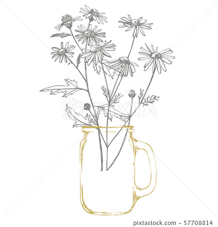 Tansy and Chamomile. Bouquet of hand drawn flowers and herbs. Botanical plant illustration. Vintage Tansy and Chamomile. Bouquet of hand drawn flowers and herbs. Botanical plant illustration. Vintage 57708814