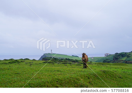 Yonaguniuma 57708816