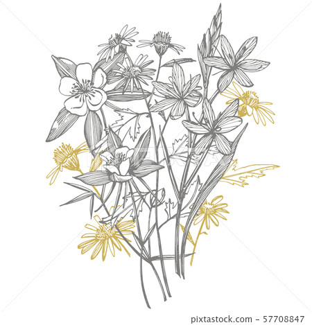 Collection of hand drawn flowers and plants. Botany. Set. Vintage flowers. Black and white 57708847