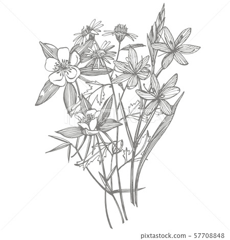 Collection of hand drawn flowers and plants. Botany. Set. Vintage flowers. Black and white Collection of hand drawn flowers and plants. Botany. Set. Vintage flowers. Black and white 57708848
