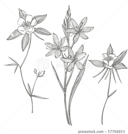 Collection of hand drawn flowers and plants. Botany. Set. Vintage flowers. Black and white 57708853