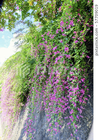 一隻青蛙滴在牆上（垂直） 57709019