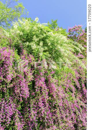 Red and white drooping cocoons (vertical) 57709020