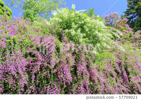 Red and white weeping persimmon 57709021