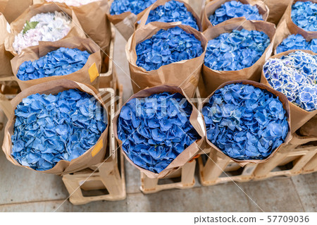 Warehouse refrigerator, Wholesale flowers for flower shops. Blue hydrangea in a plastic container or 57709036
