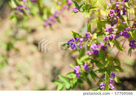 Komurasaki fruit Komurasaki fruit 57709566