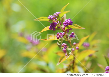 Komurasaki水果 Komurasaki水果 57709668