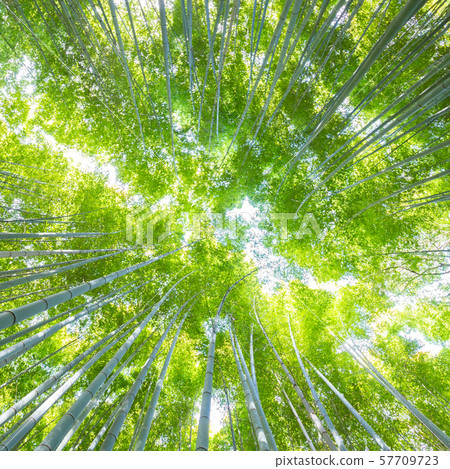 Lush vegetation in famous tourist site Bamboo forest, Kyoto, Japan. 57709723