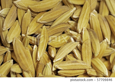 Close up Paddy rice seed.soft focus. Close up Paddy rice seed.soft focus. 57709846