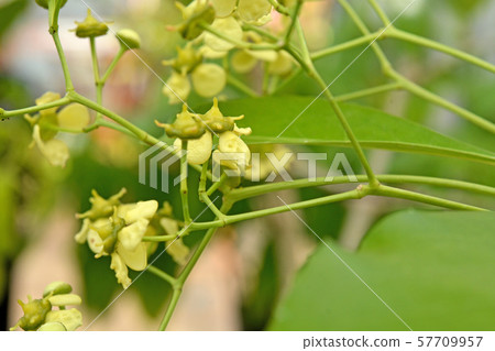 植物：Bokutengi（蛺蝶科）筑波實驗植物園 57709957
