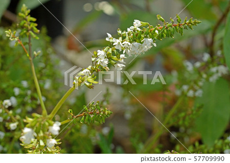 植物:根莖唇形科,筑波實驗植物園 植物:根莖唇形科,筑波實驗植物園 57709990