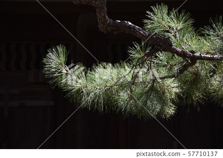 Pine landscape 57710137