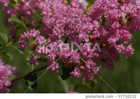 Crape myrtle pink flower 01 57710222