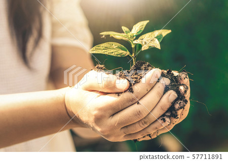 Young plant tree sprout in woman hand. Young plant tree sprout in woman hand. 57711891