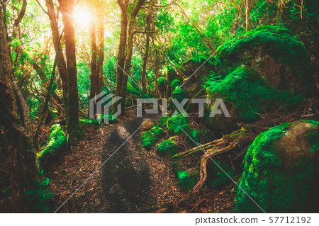 Beautiful rainforest jungle in Tasmania, Australia Beautiful rainforest jungle in Tasmania, Australia 57712192