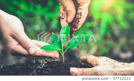 New life of young plant seedling grow in black soil New life of young plant seedling grow in black soil 57712222