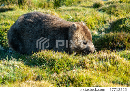 Wild wombat eating grass in Tasmania, Australia. Wild wombat eating grass in Tasmania, Australia. 57712223