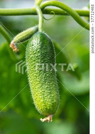 Natural green organic cucumber grows on garden bed 57712468