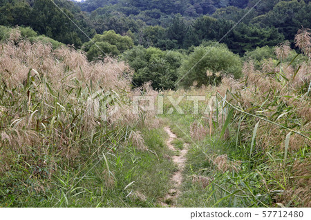 Reed Forest Path Reed Forest Path 57712480