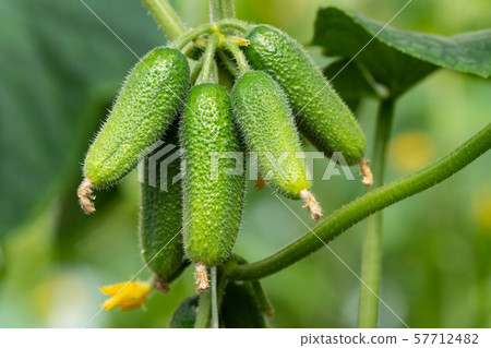 Group of natural organic cucumbers growing in greenhouse on agricultural farm Group of natural organic cucumbers growing in greenhouse on agricultural farm 57712482