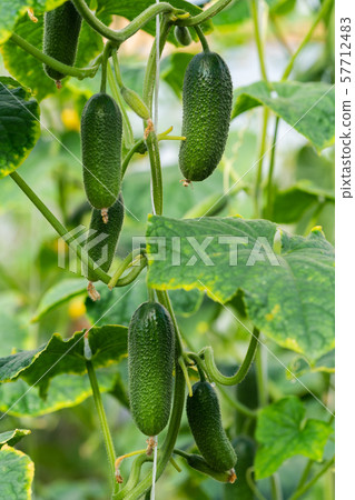 Group of natural green organic cucumbers grow on garden bed. Summer and freshly healthy eco vegetables Group of natural green organic cucumbers grow on garden bed. Summer and freshly healthy eco vegetables 57712483