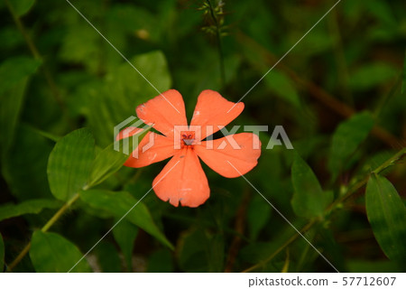 朱紅花Setuburo Senno 朱紅花Setuburo Senno 57712607