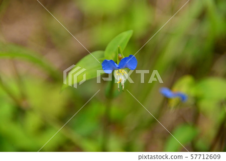 漂亮的花朵 漂亮的花朵 57712609