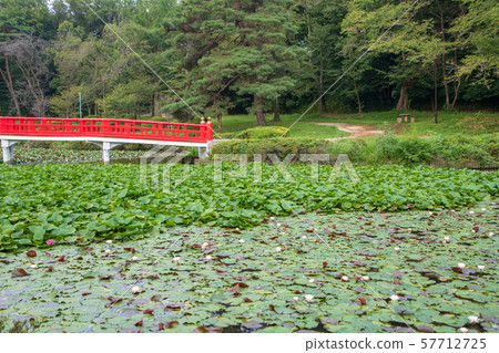 Iwatsuki Castle Park Waterside Yatsuhashi Saitama City 57712725