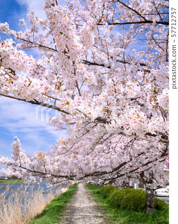 A row of cherry trees along the Kotone River in Saitama Prefecture 57712757