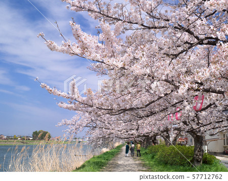 A row of cherry trees along the Kotone River in Saitama Prefecture 57712762
