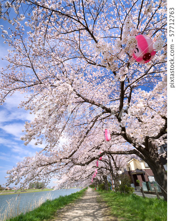 A row of cherry trees along the Kotone River in Saitama Prefecture 57712763