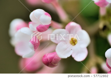 Flower of clove gutta 57712802