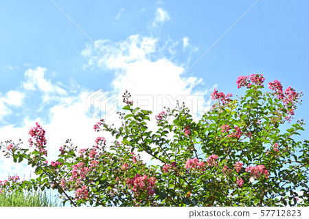 Flower of crape mybs 57712823