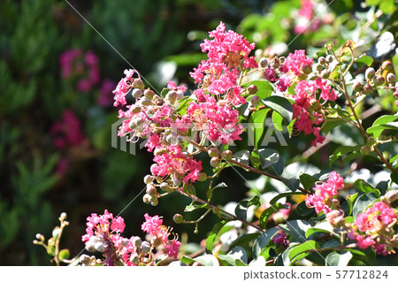 縐紗花 57712824