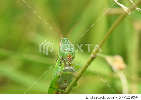 蝗蟲 57712904