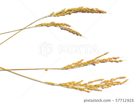 Rice ears 57712928