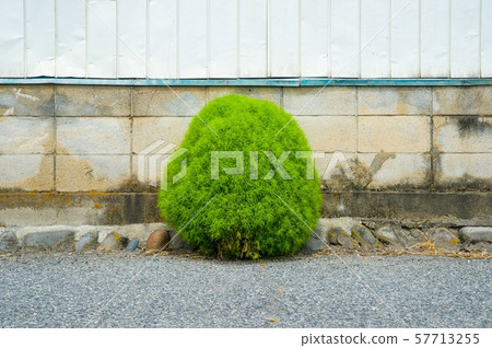 Roadside kochia 57713255