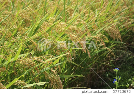 Rice field Rice field 57713673